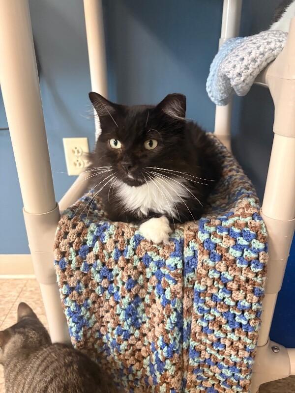 Delilah, Adoptable, Adult Female Domestic Medium Hair.