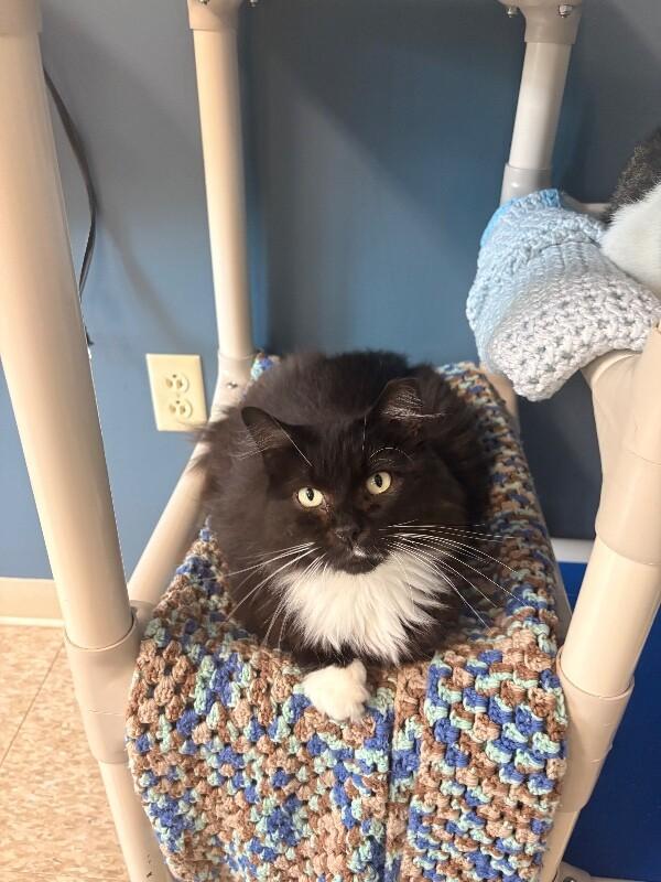 Delilah, a Adoptable Domestic Medium Hair in Warren, PA image 2/3