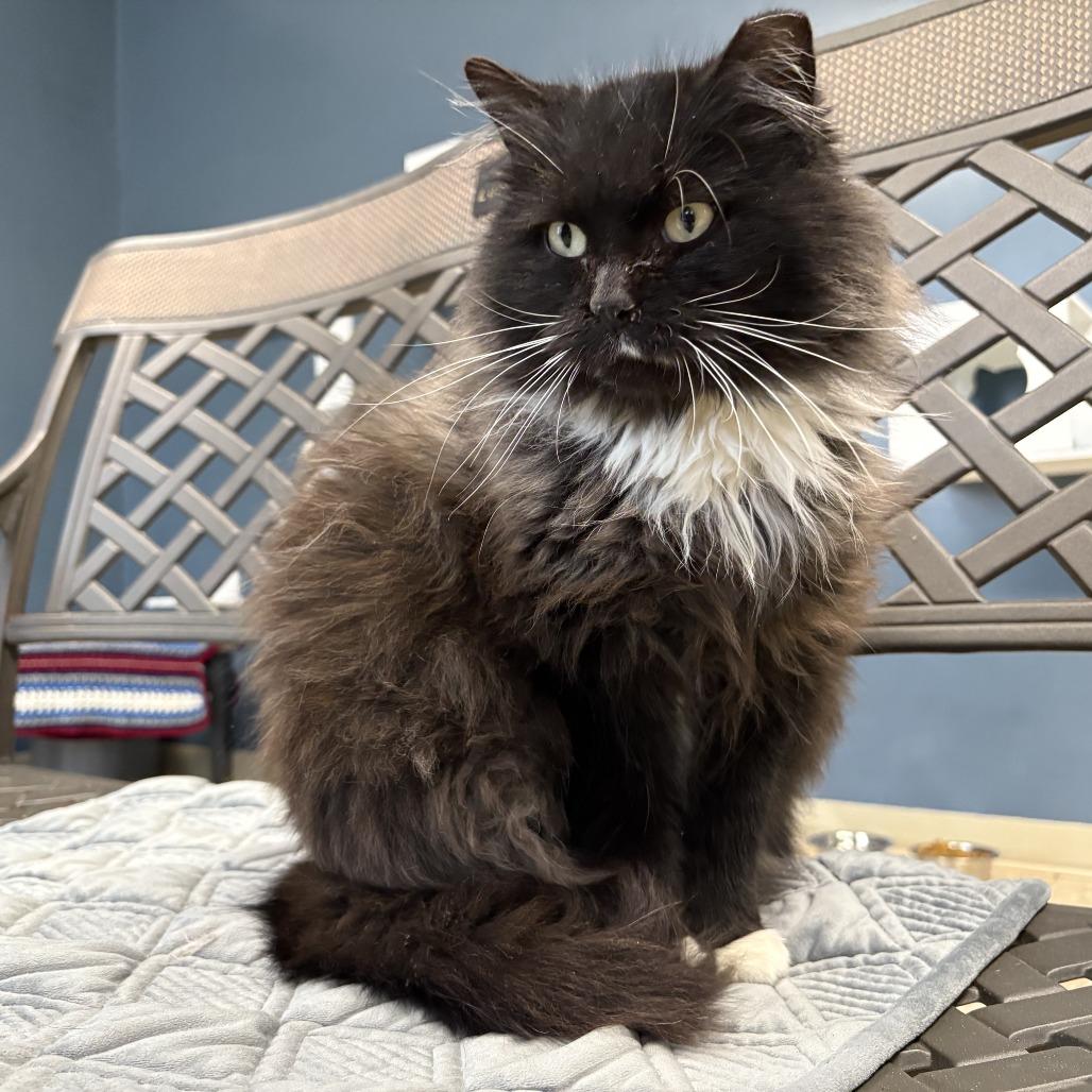 Enlarge Delilah, a Adoptable Domestic Medium Hair in Warren, PA image 1/1