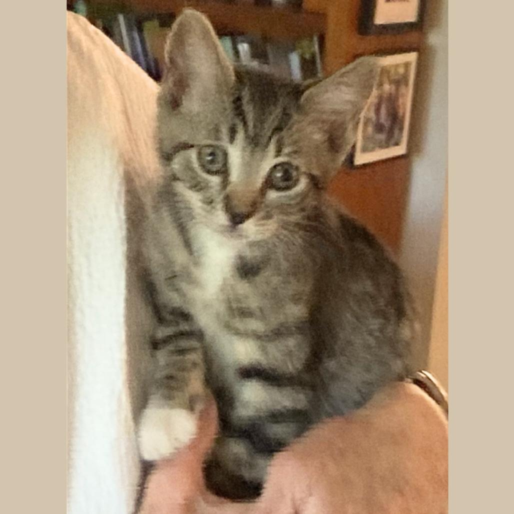 Enlarge Sparky, a Adoptable Domestic Short Hair in Pleasant Hill, CA image 1/2