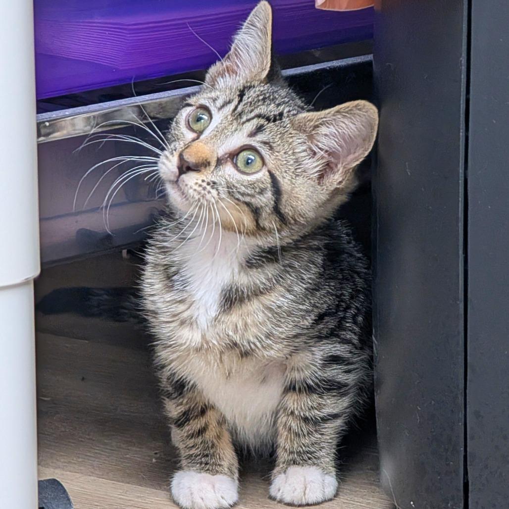 Enlarge Sparky, a Adoptable Domestic Short Hair in Pleasant Hill, CA image 2/2