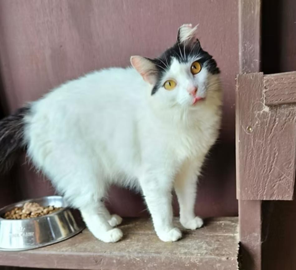 Enlarge Freya, a Adoptable Domestic Medium Hair in Kapaa, HI image 1/1