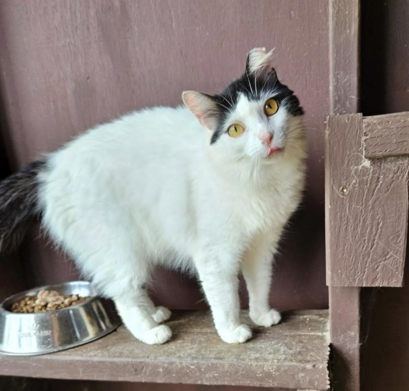 Freya, an adoptable Domestic Medium Hair in Kapaa, HI_image-1