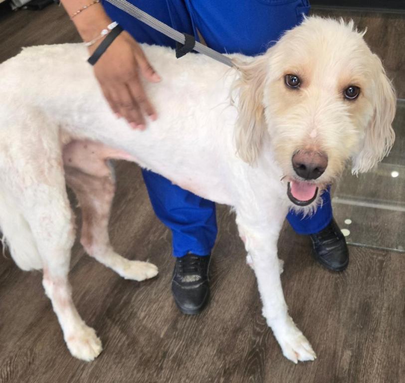 Noodles, Adoptable, Adult Male Standard Poodle.