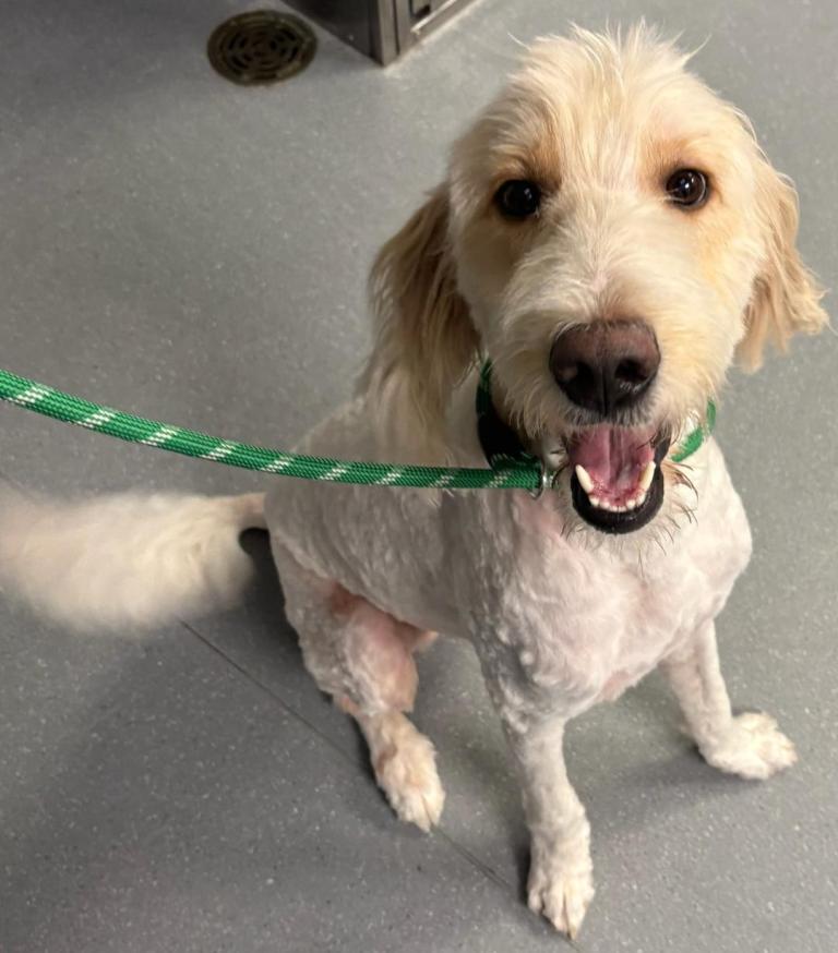 Enlarge Noodles, a Adoptable Standard Poodle in San Antonio, TX image 2/3