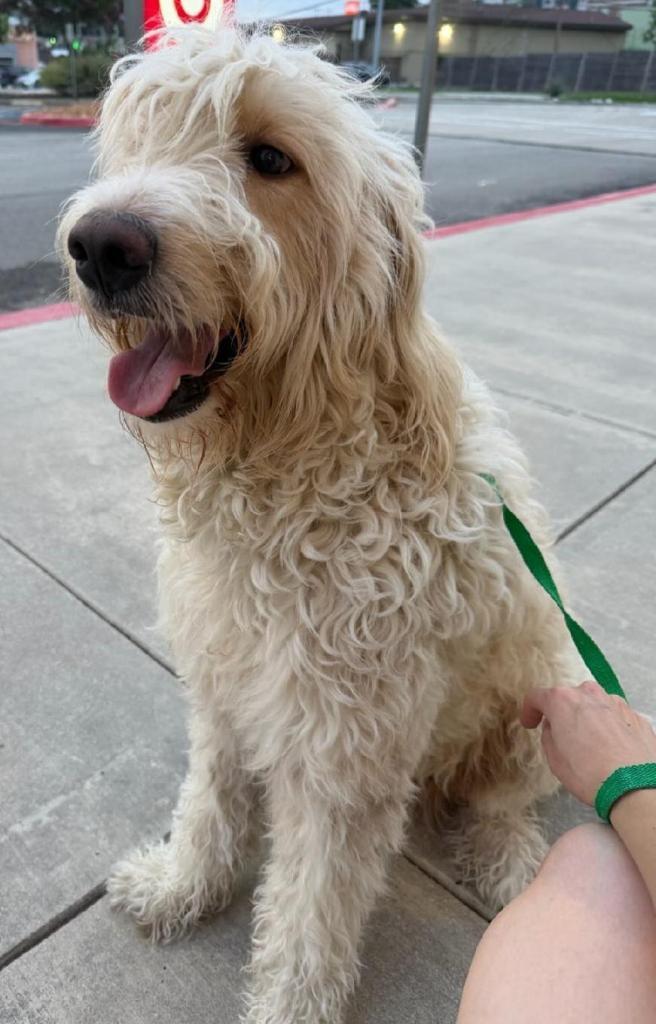 Enlarge Noodles, a Adoptable Standard Poodle in San Antonio, TX image 3/3
