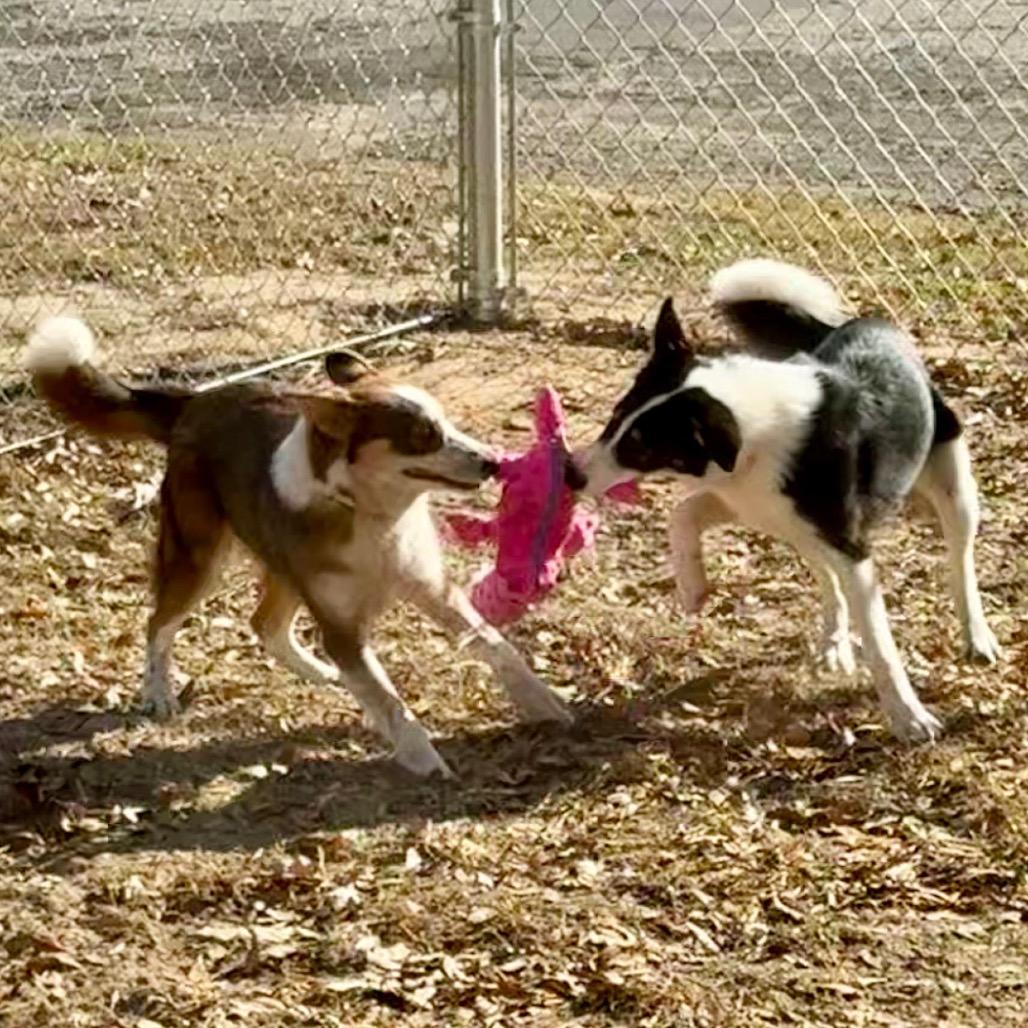 Enlarge Kira, a Adoptable Border Collie in Mount Pleasant, TX image 2/6