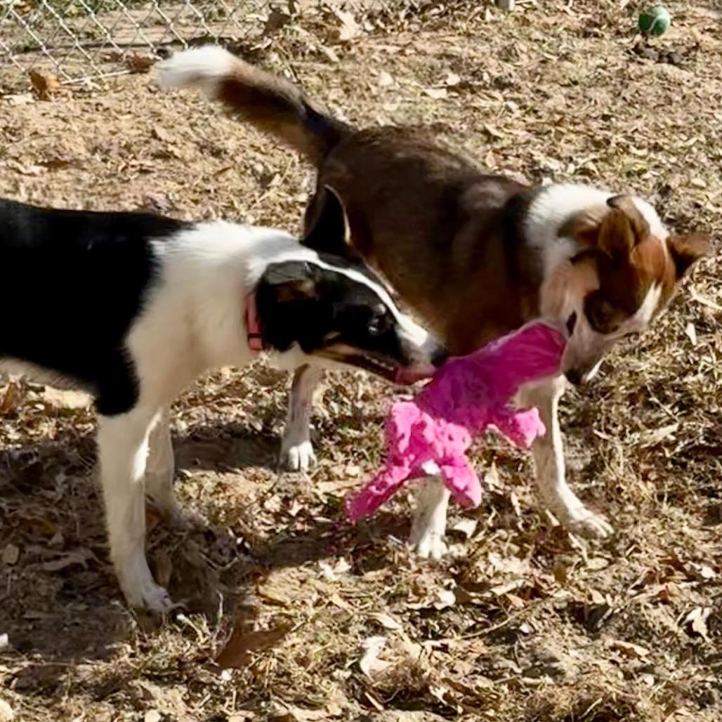 Enlarge Kira, a Adoptable Border Collie in Mount Pleasant, TX image 3/6