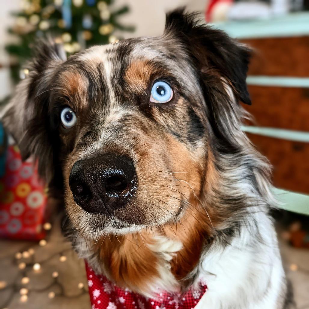 Stevie, Adoptable, Senior Male Australian Shepherd.