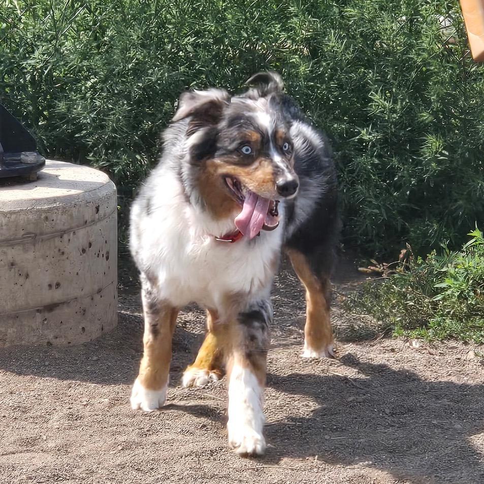 Enlarge Stevie, a Adoptable Australian Shepherd in Ada, MN image 2/6