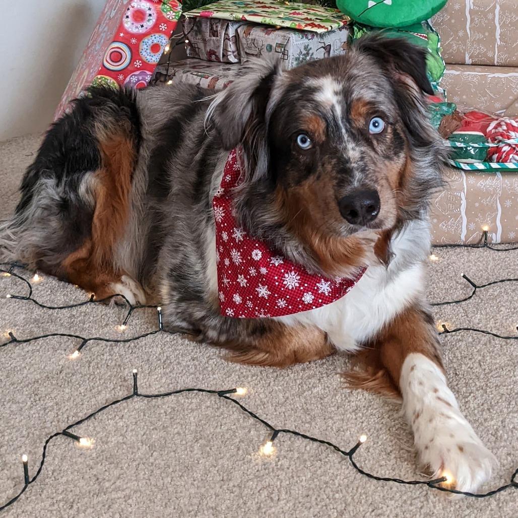 Enlarge Stevie, a Adoptable Australian Shepherd in Ada, MN image 3/6
