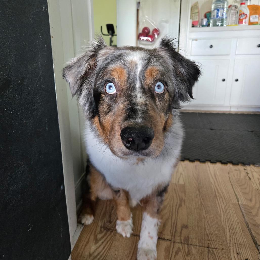 Enlarge Stevie, a Adoptable Australian Shepherd in Ada, MN image 4/6