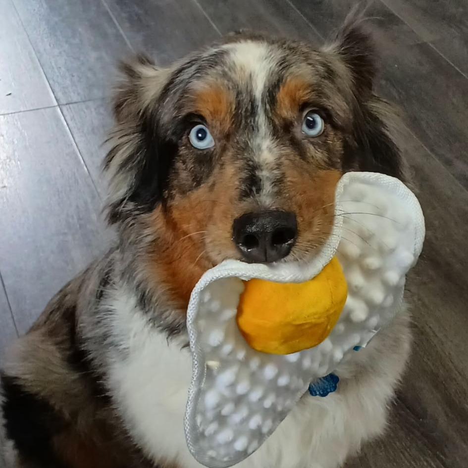 Enlarge Stevie, a Adoptable Australian Shepherd in Ada, MN image 5/6