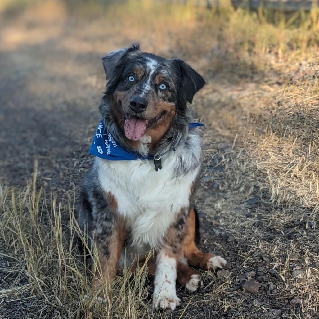 Enlarge Stevie, a Adoptable Australian Shepherd in Ada, MN image 6/6