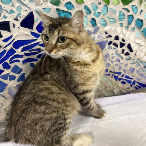 KEELEY, Adoptable, Young Female Domestic Medium Hair.