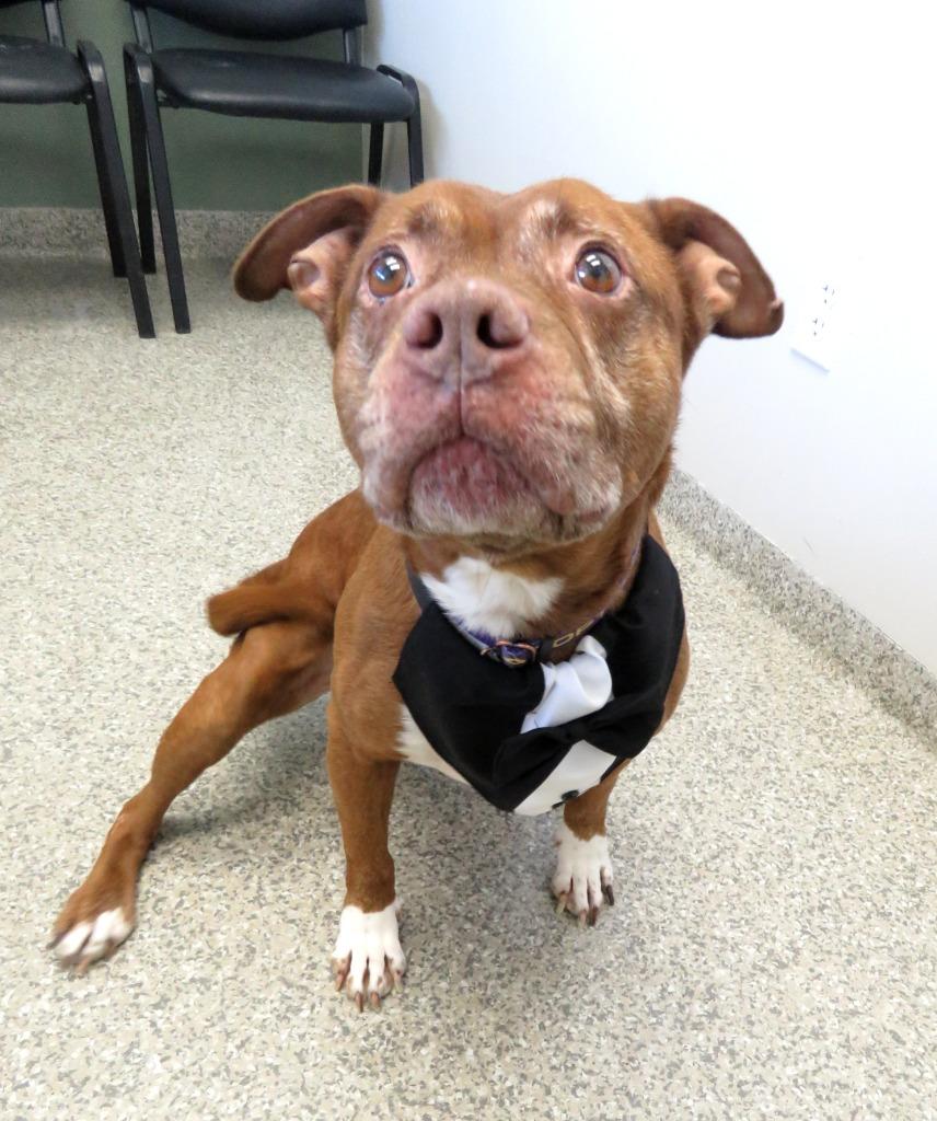 Antimony, Adoptable, Adult Male Terrier.