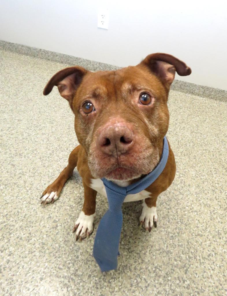 Enlarge Antimony, a Adoptable Terrier in Van Wert, OH image 2/4