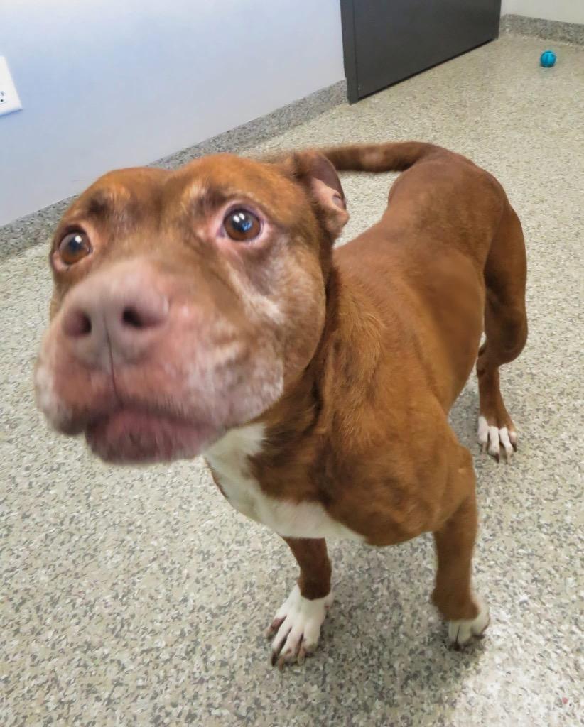 Enlarge Antimony, a Adoptable Terrier in Van Wert, OH image 3/4