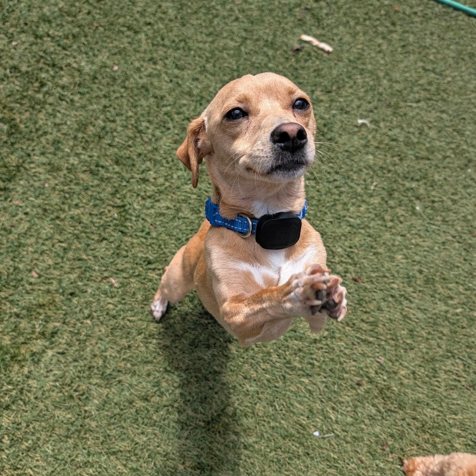 Enlarge Scooter, a Adoptable Chihuahua in La Mesa, CA image 3/4