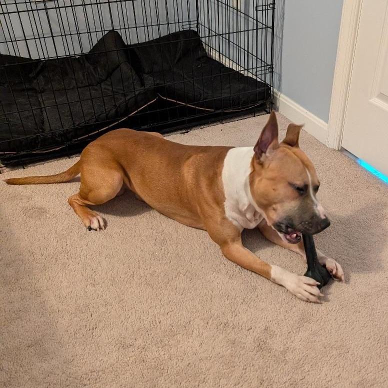 Enlarge Rocco, a ADOPTABLE mixed breed in Leesburg, VA image 1/5