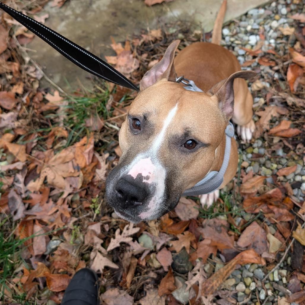 Enlarge Rocco, a ADOPTABLE mixed breed in Leesburg, VA image 2/5
