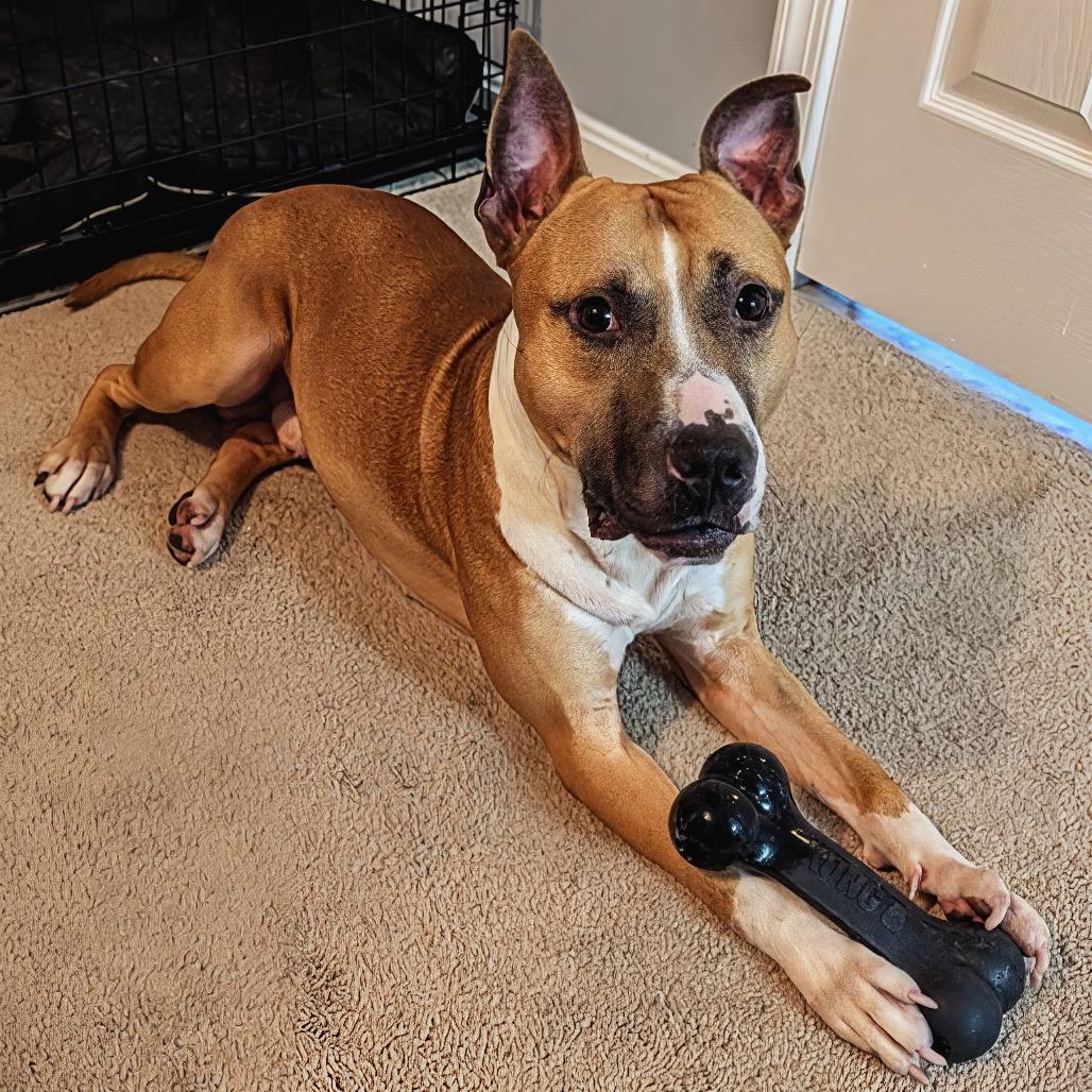 Enlarge Rocco, a ADOPTABLE mixed breed in Leesburg, VA image 3/5