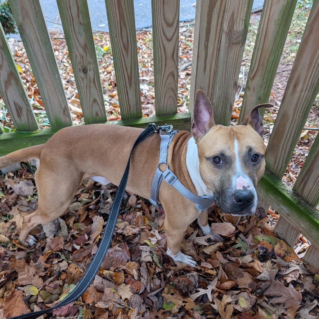 Enlarge Rocco, a ADOPTABLE mixed breed in Leesburg, VA image 4/5