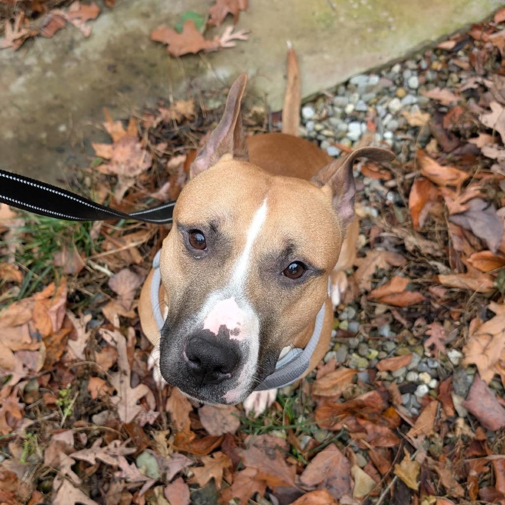 Enlarge Rocco, a ADOPTABLE mixed breed in Leesburg, VA image 5/5