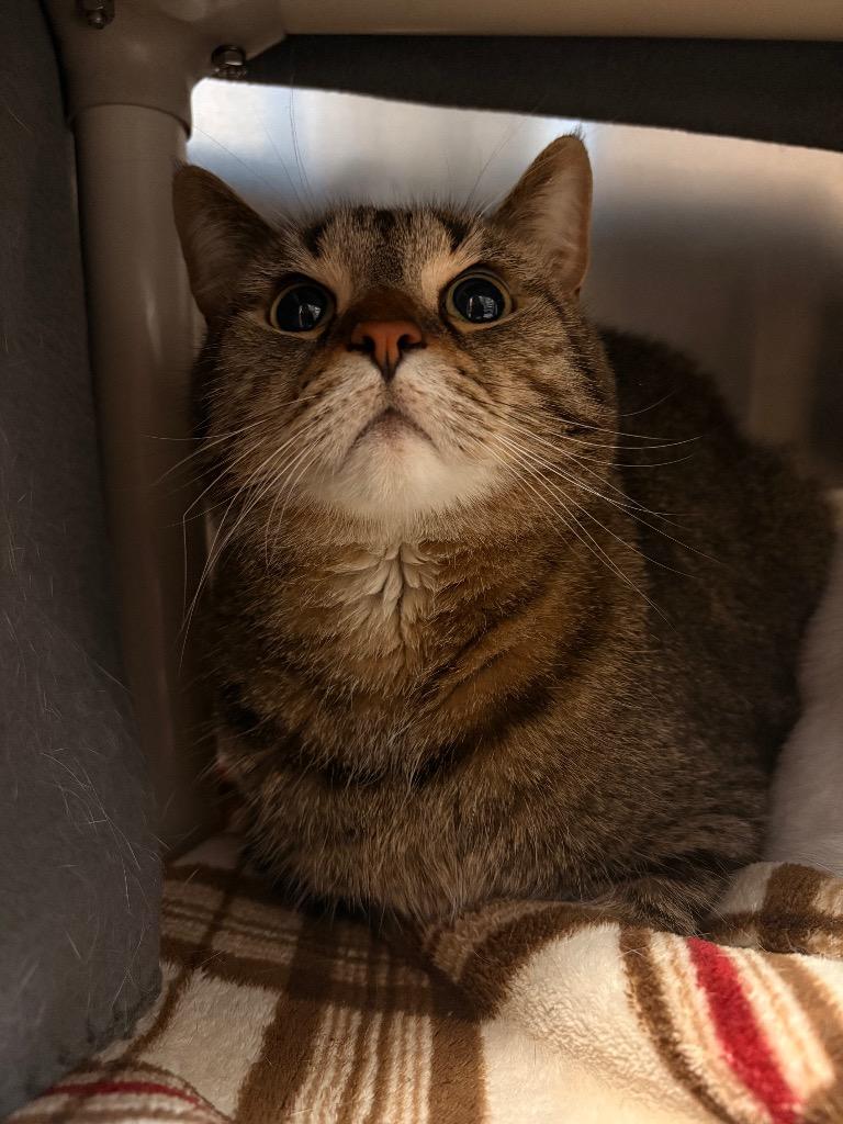 Benjamin, Adoptable, Adult Male Domestic Short Hair.