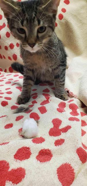 Enlarge Benjamin, a Adoptable mixed breed in Detroit, MI image 2/2