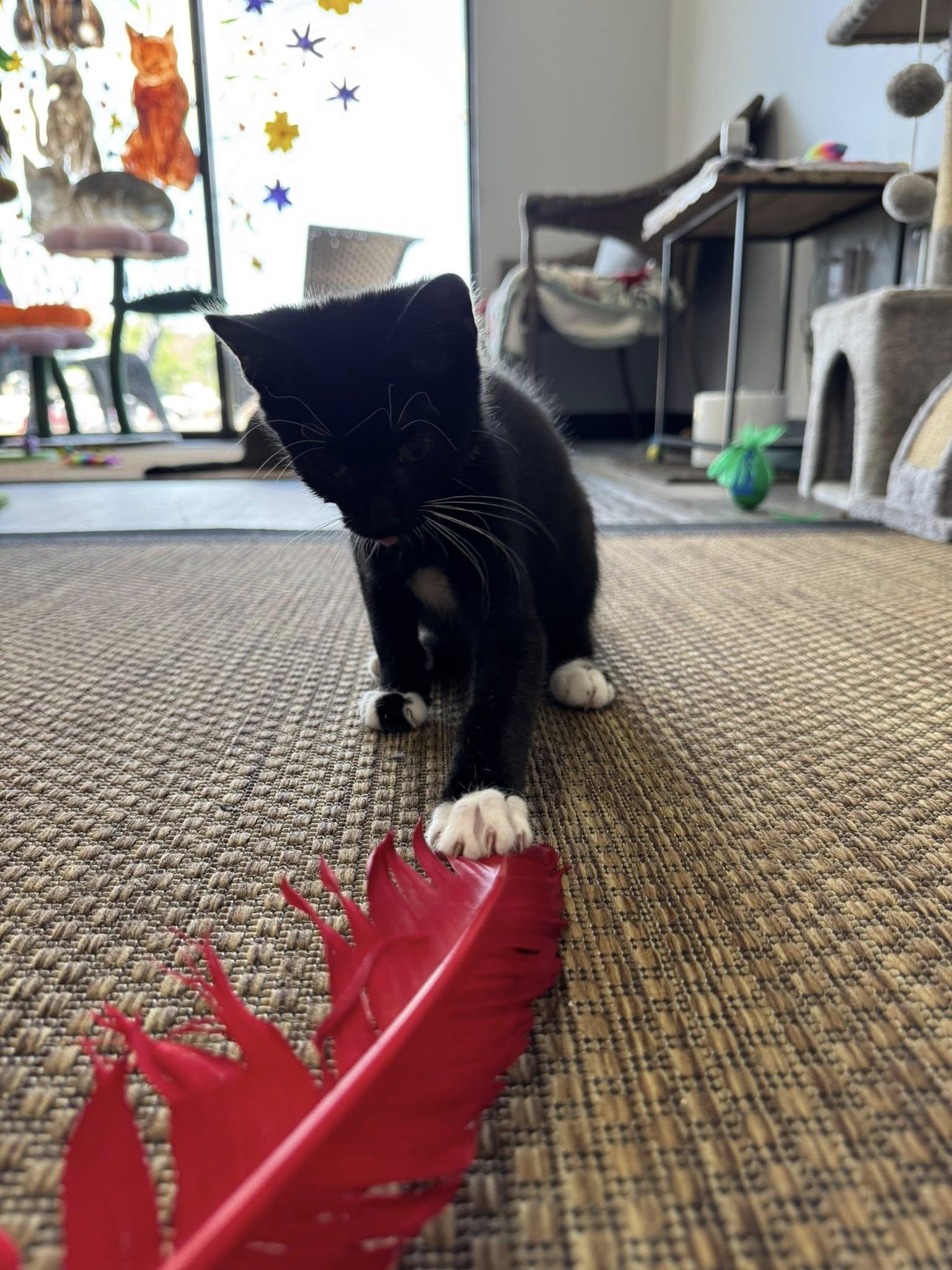 Luke Duke, Adopted, Young Male Domestic Short Hair.