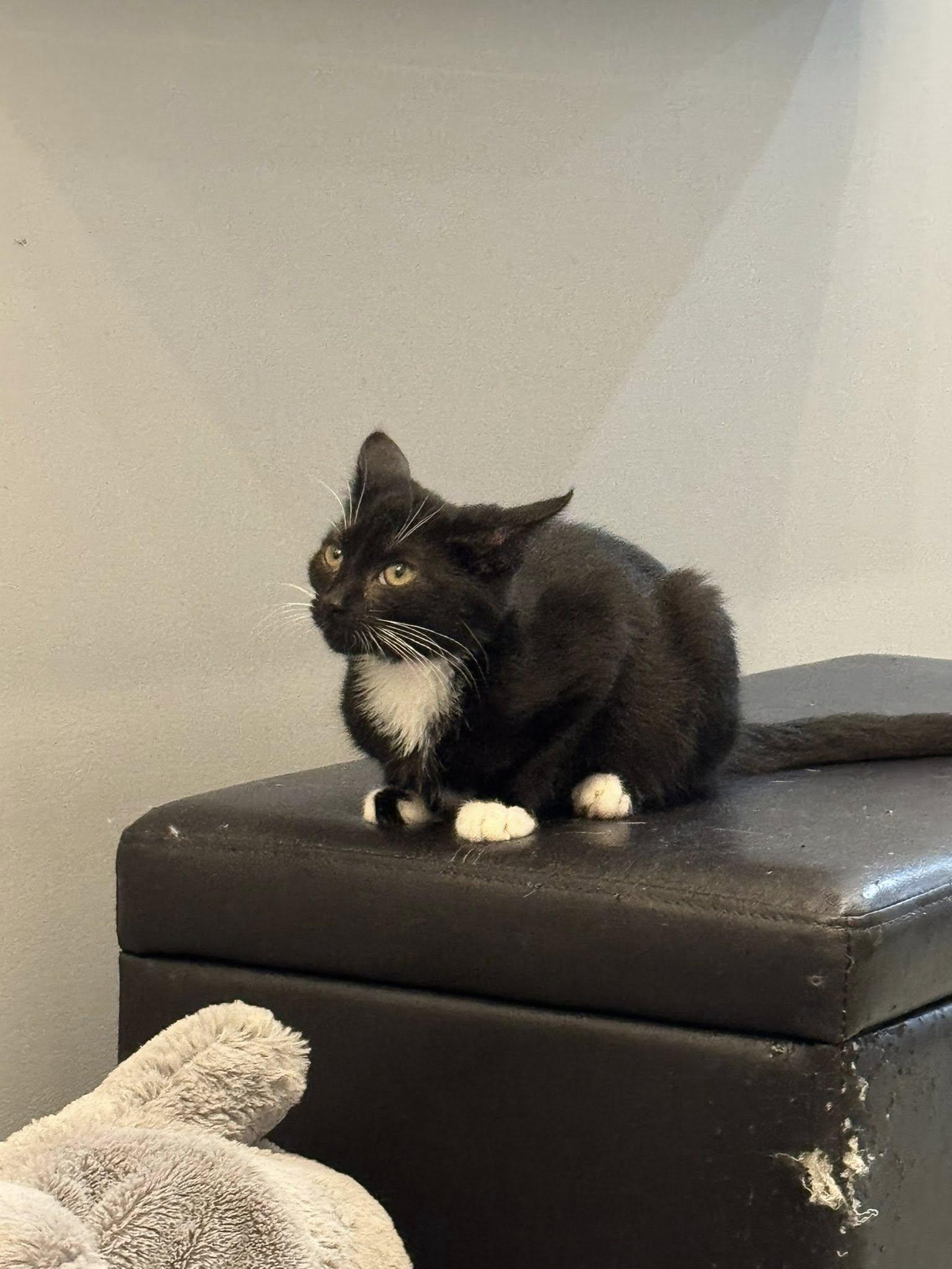 Enlarge Luke Duke, a Adopted Domestic Short Hair in Paducah, KY image 2/2