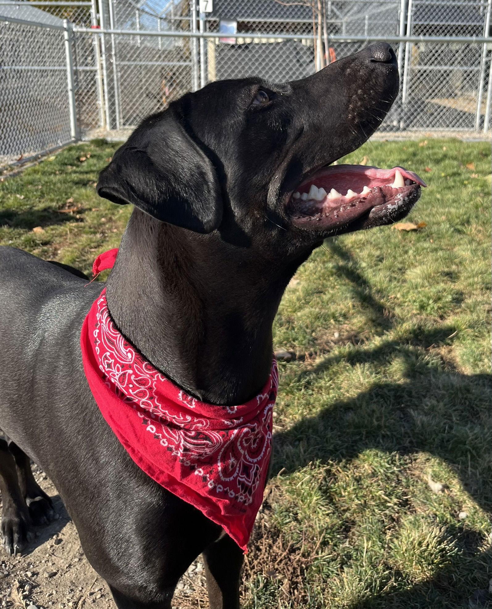 Enlarge Wilbur, a Adoptable Mixed Breed in Emmett, ID image 1/3