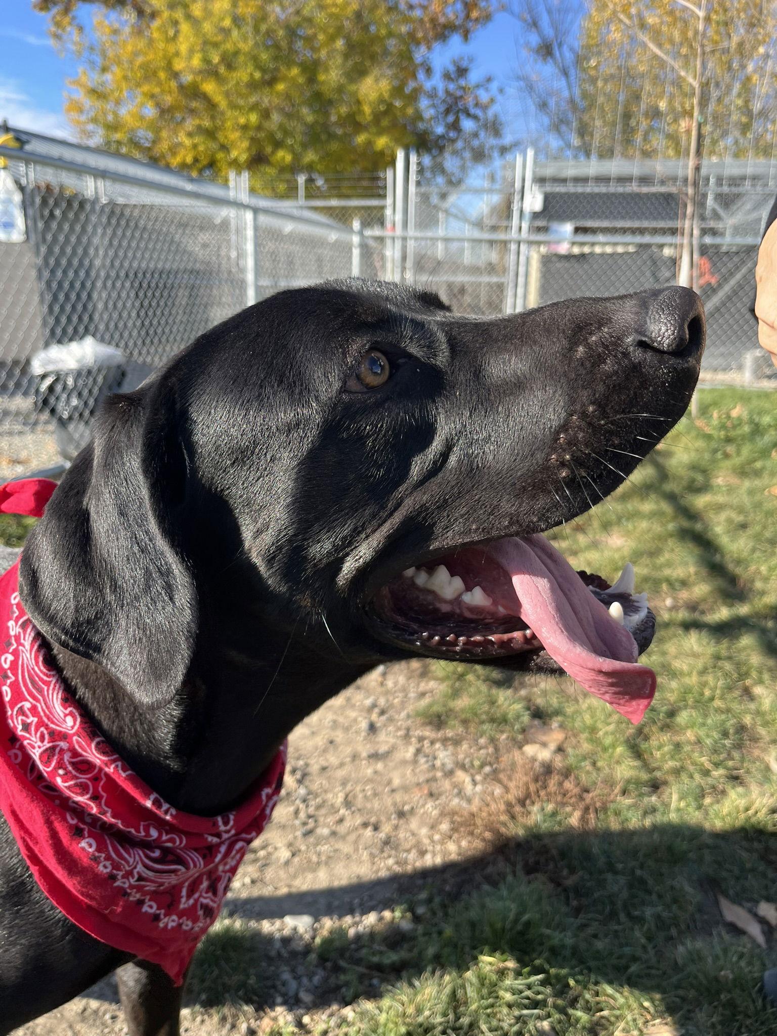 Adoption Pending - Wilbur, Adoptable, Young Male Mixed Breed.