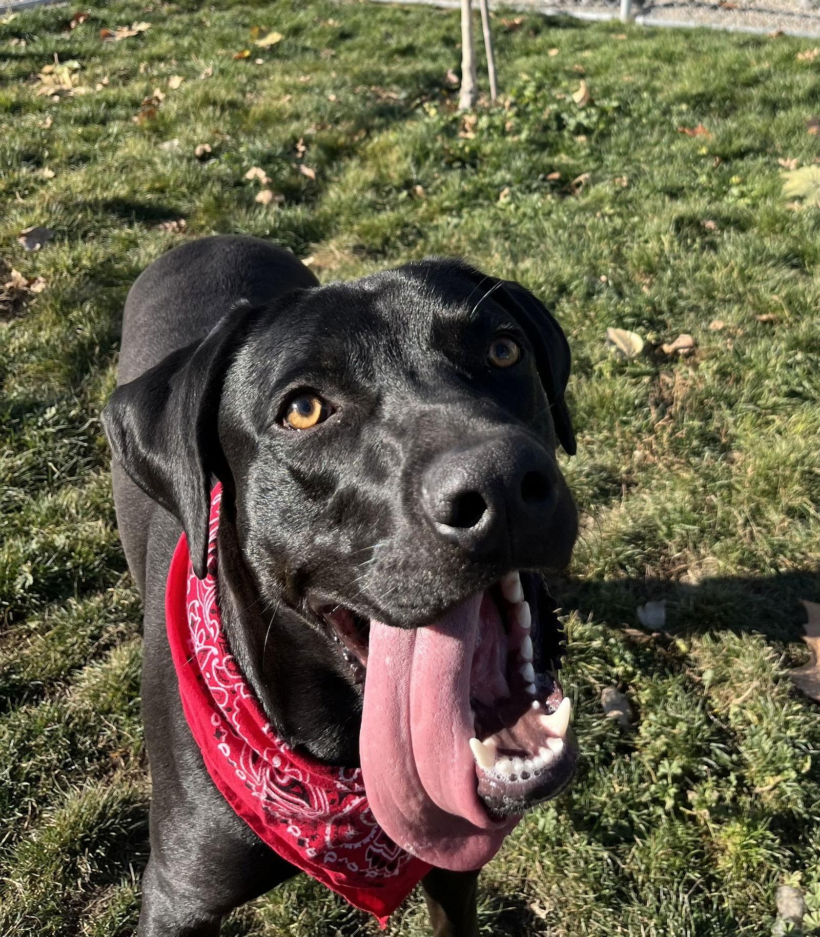 Enlarge Wilbur, a Adoptable Mixed Breed in Emmett, ID image 3/3