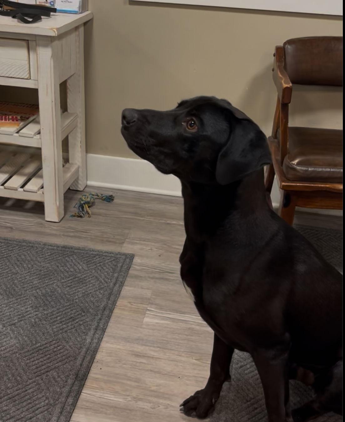 Enlarge Adoption Pending - Wilbur, a Adoptable Mixed Breed in Emmett, ID image 2/4