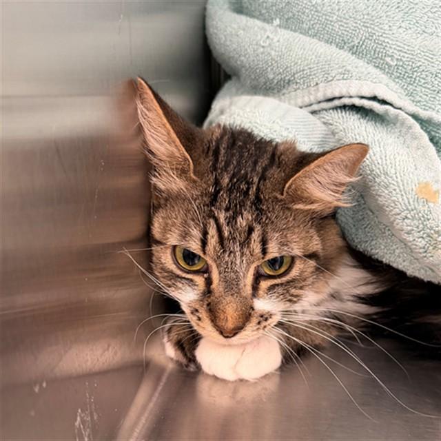 Enlarge KELLY R, a Adoptable Domestic Short Hair in Brighton, CO image 1/1