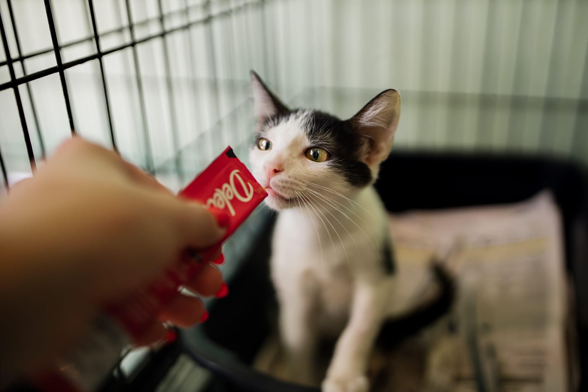 Meek, an adopted Domestic Short Hair in Boston, MA image 3/6