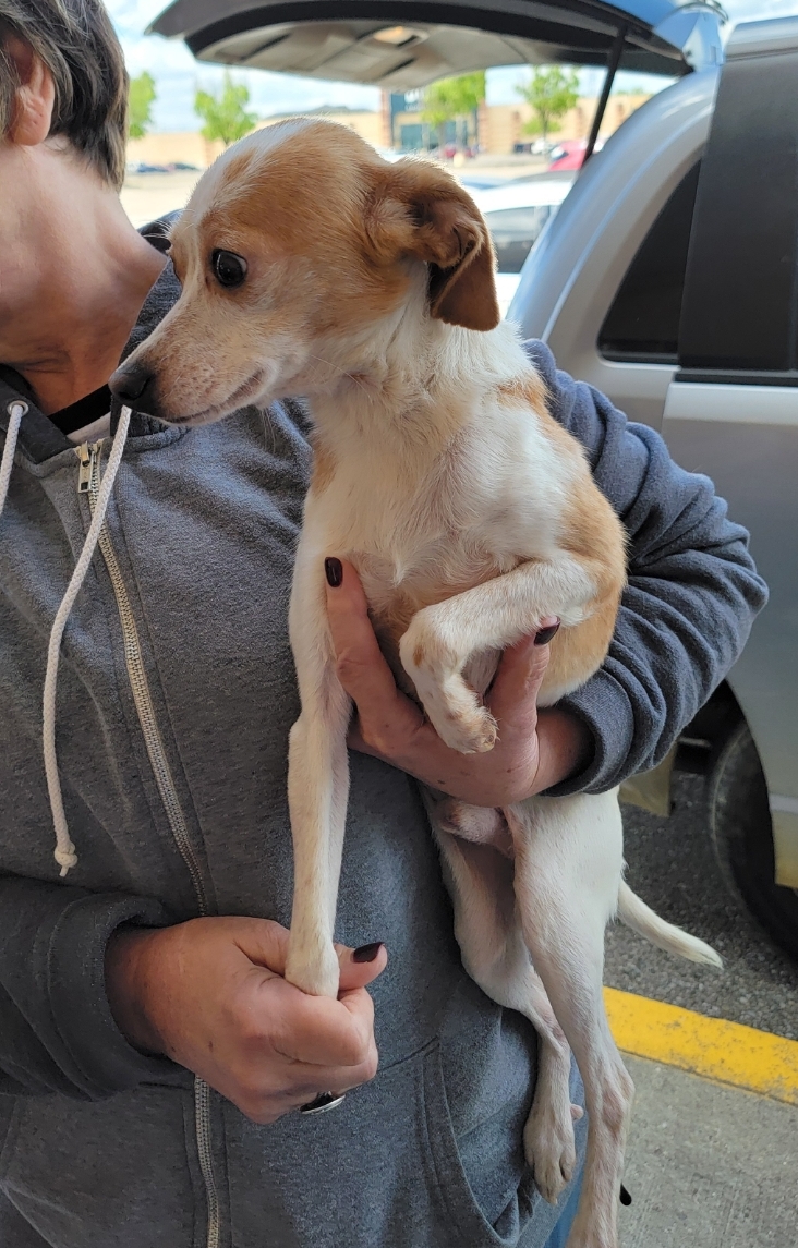 Lexter, Adopted, Adult Male Chihuahua.