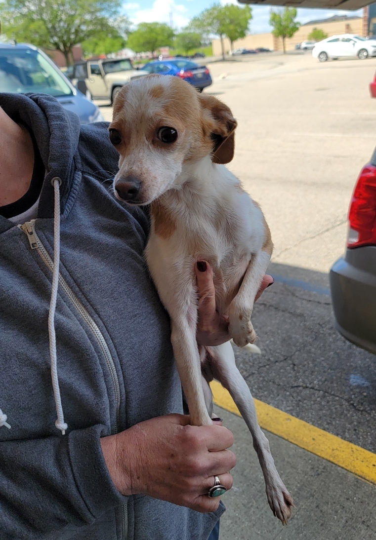 Enlarge Lexter, a Adopted Chihuahua in Ross, OH image 2/4