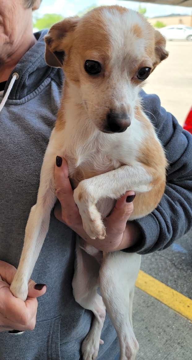 Enlarge Lexter, a Adopted Chihuahua in Ross, OH image 3/4