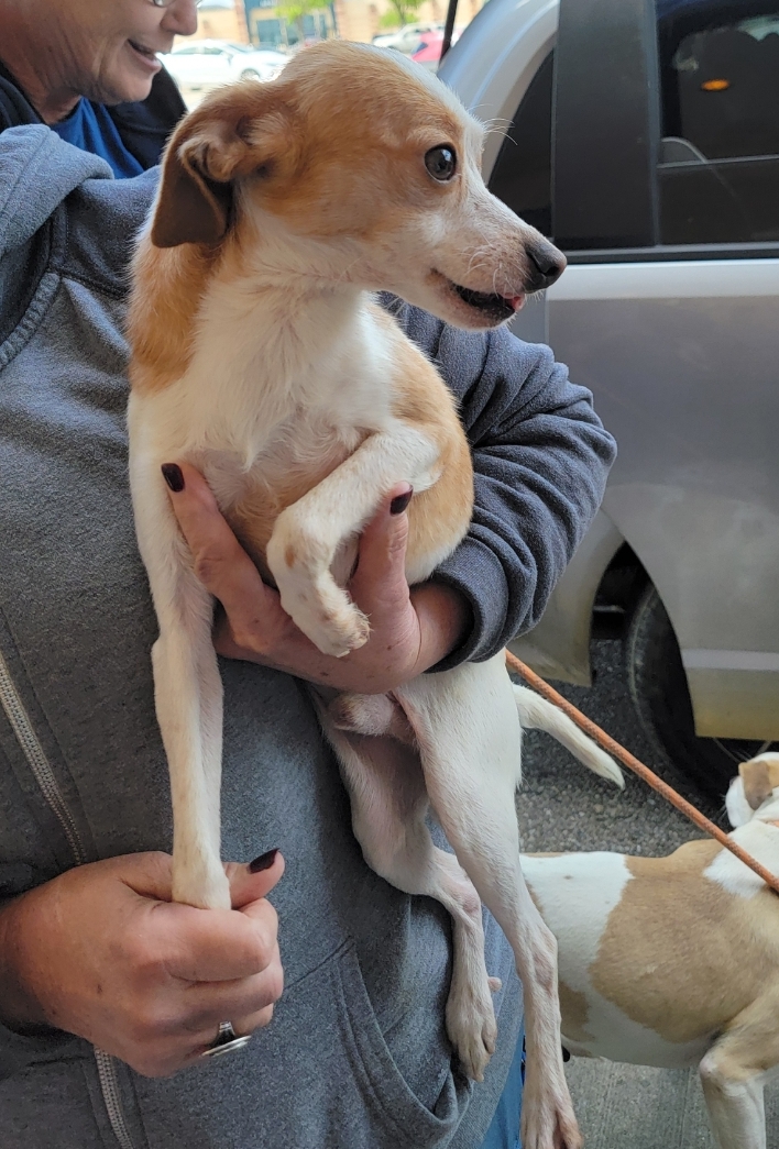 Enlarge Lexter, a Adopted Chihuahua in Ross, OH image 4/4