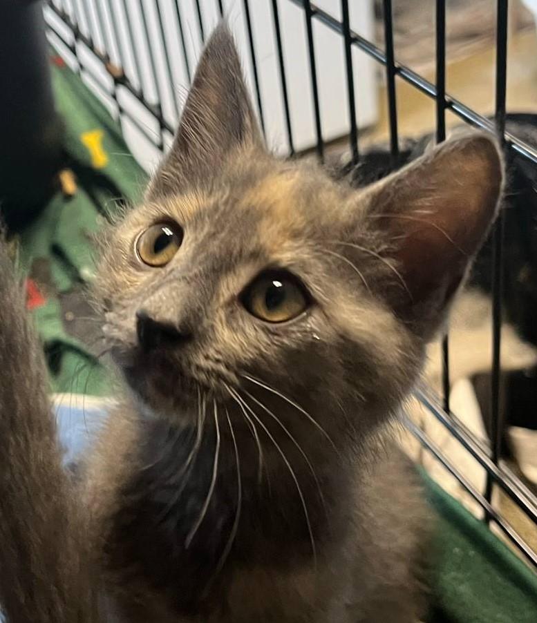 Graycie, an adoptable Domestic Short Hair & Dilute Calico Mix in Robinson, IL_image-1
