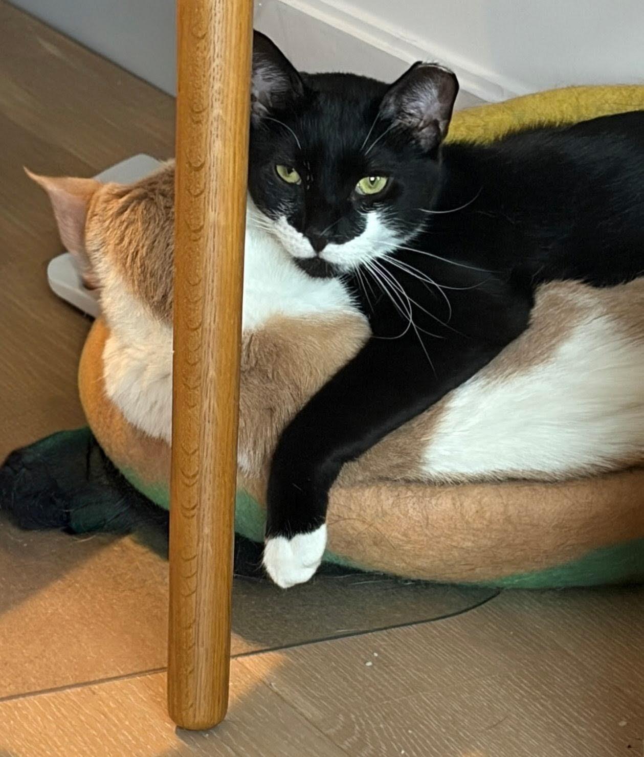 Enlarge Loki — Bonded Pair with Kitty, a ADOPTABLE Domestic Short Hair in New York, NY image 1/2