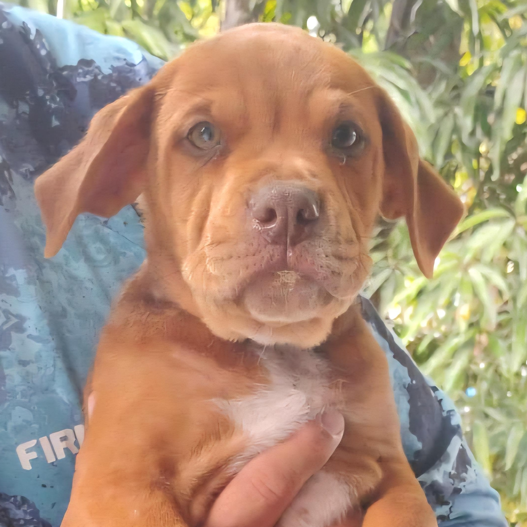 Dog for adoption - GRUMPY, a Labrador Retriever Mix in New York, NY ...