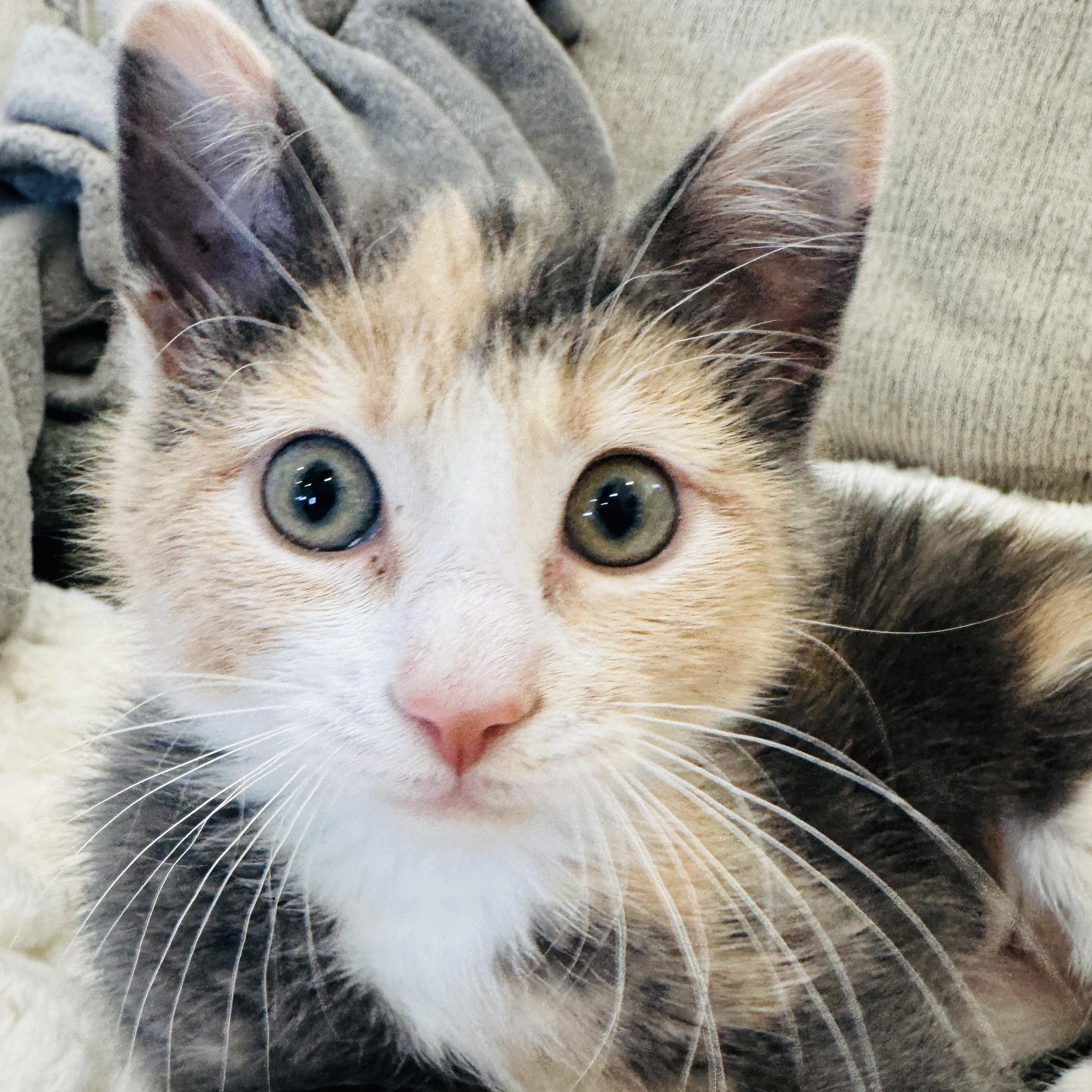 Enlarge Waffle House, an adopted Dilute Calico in Bryan, TX image 4/4