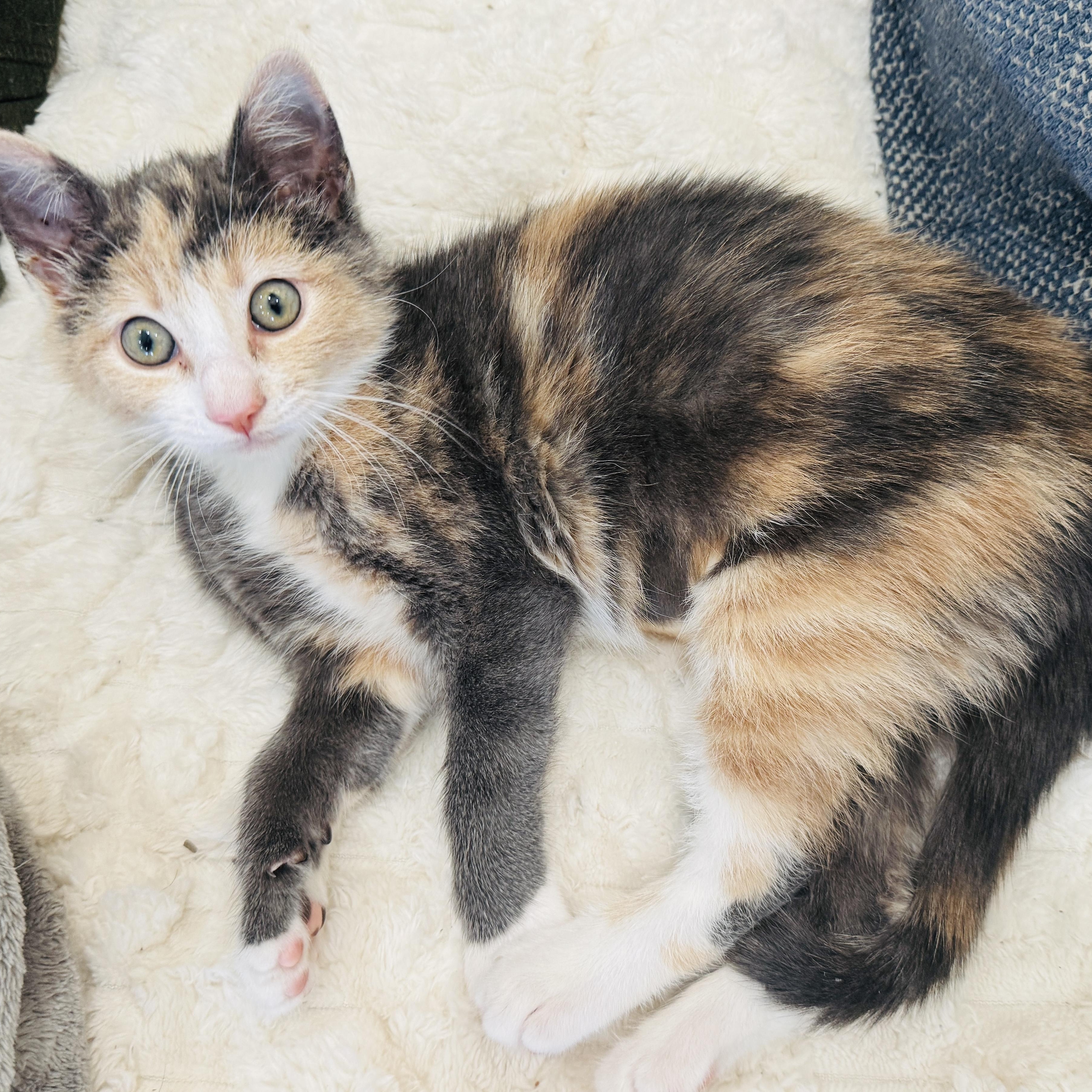 Waffle House, adopted, Kitten Female Dilute Calico.