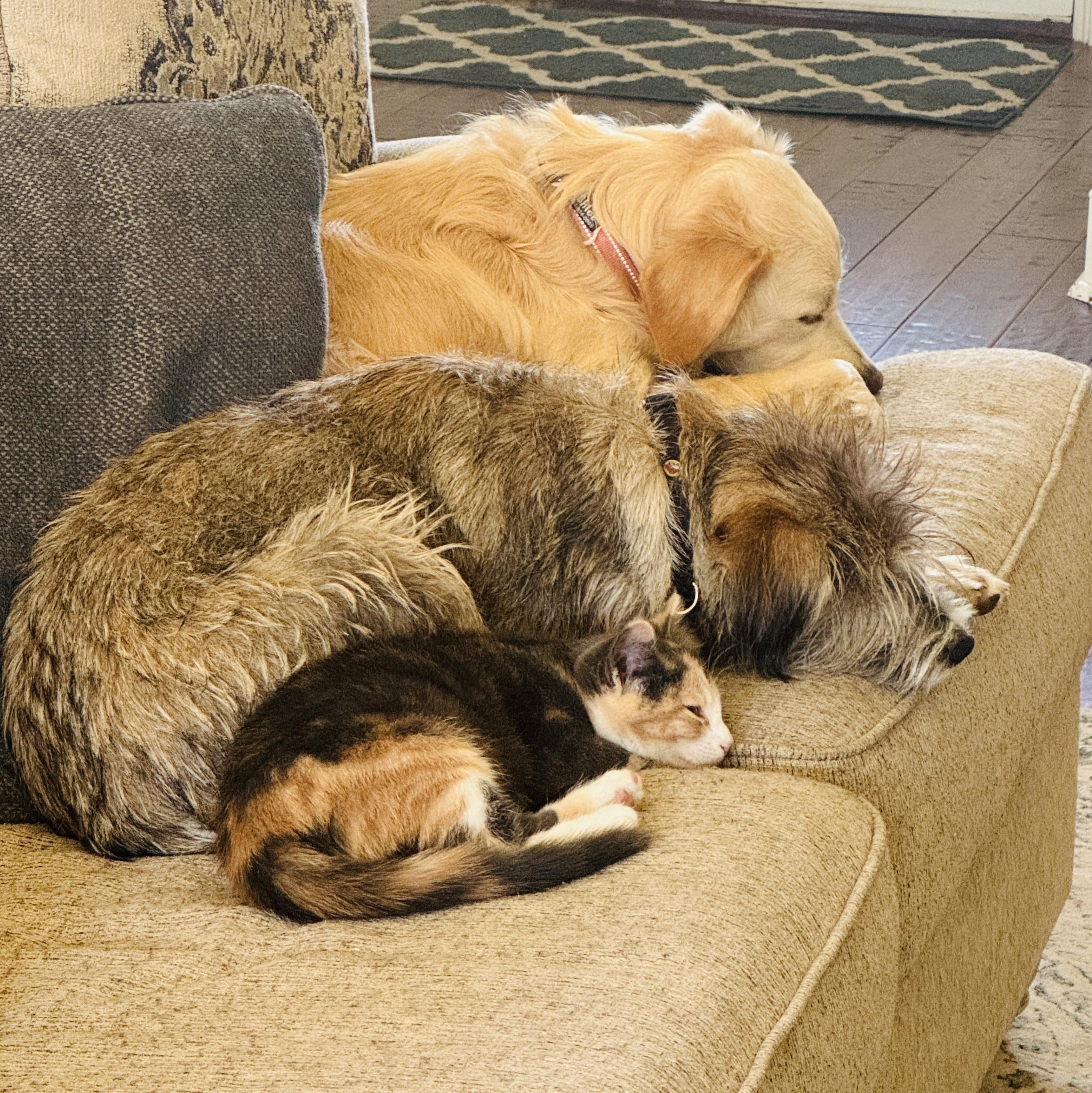 Enlarge Waffle House, an adopted Dilute Calico in Bryan, TX image 3/4