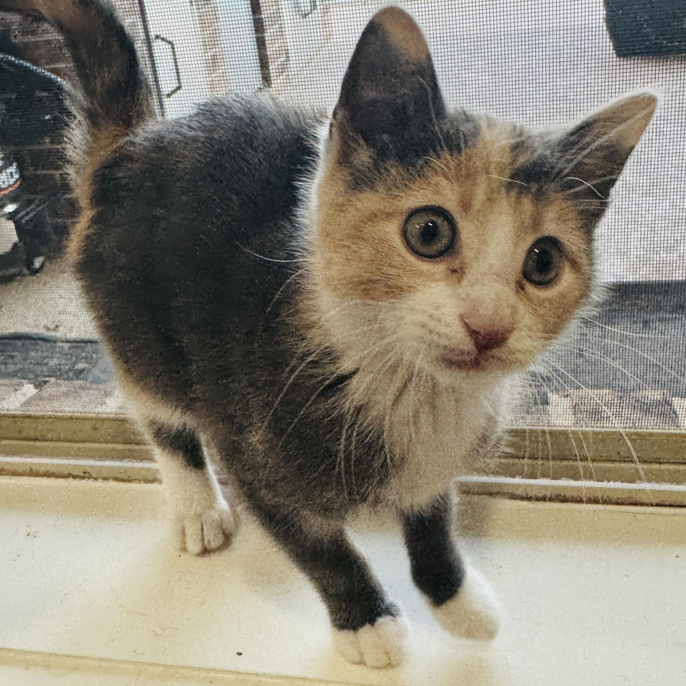 Enlarge Waffle House, an adopted Dilute Calico in Bryan, TX image 2/4