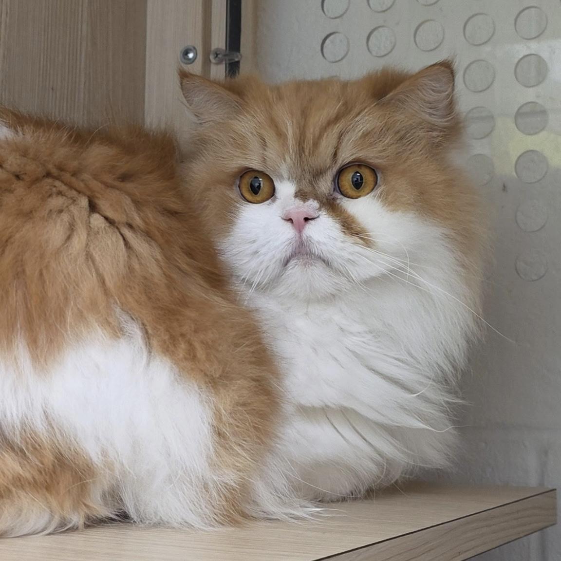 Miles, adopted, Adult Male Persian & Domestic Long Hair.